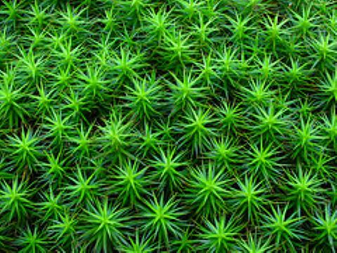 Polytrichum Commune P. E. (Sales6 At Lgberry Dot Com Dot Cn)	